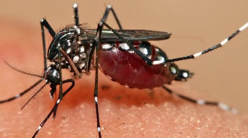 An Aedes aegypti mosquito. Photo by Muhammad Mahdi Karim, Wikipedia Commons.