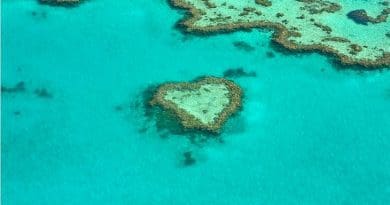 Corals' natural 'sunscreen' may help them weather climate change