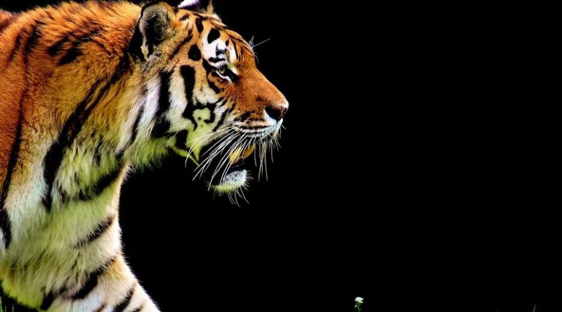 Indigenous Tribe That Worships Tigers Helps Protect The Species ...