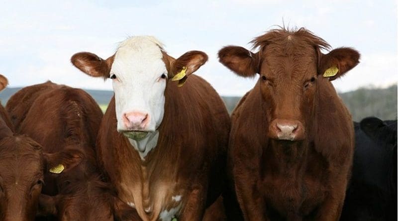 Solar Panels Could Make Cattle Grazing Lands More Profitable – Eurasia ...