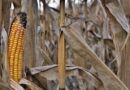 dry corn drought