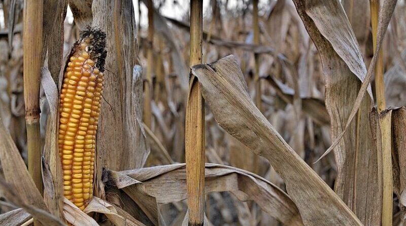 dry corn drought