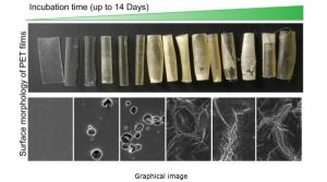 SEM Analysis Of PET Films During Biodegradation Using C. Thermocellum ...