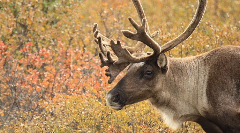 Shift In Caribou Movements May Be Tied To Human Activity – Eurasia Review