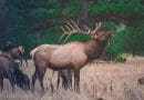 Elk Deer Animal Wildlife