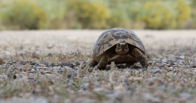 Spur-thighed tortoise (Testudo graeca). Credit: Marcos Altuve.