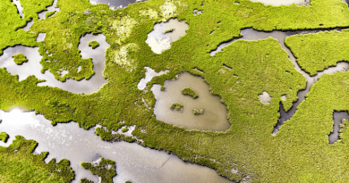 Some salt marshes have kept pace with sea level rise over the past century while others have foundered, according to new research in Earth’s Future. The study is the first to measure and compare wetland growth rates across much of the East Coast. CREDIT: James Loesch/flickr https://www.flickr.com/photos/jal33/49410938342/
