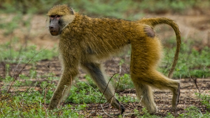 Genomes Of 233 Primate Species Sequenced – Eurasia Review