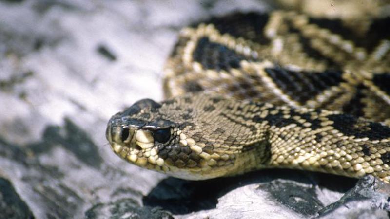 Warmer Weather Makes Venomous Snake Bites More Likely, Especially In ...