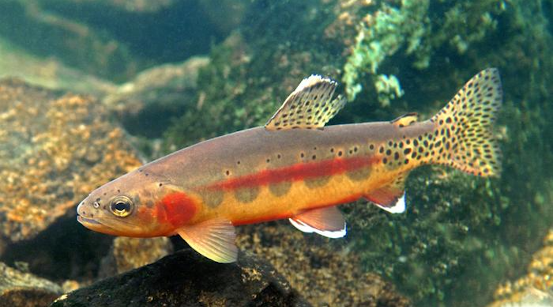Golden trout, which came originally from the Kern River drainage in California but were first stocked in Wyoming’s Wind River Mountains in the early 1900s, are among the fish being studied by University of Wyoming scientists. CREDIT: Patrick Clayto