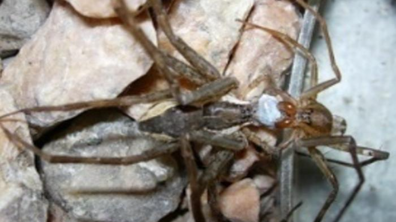South American male Paratrechalea ornata spiders offer silk-wrapped food gifts to woo females. CREDIT: MJ Albo (Universidad de la República, Uruguay)