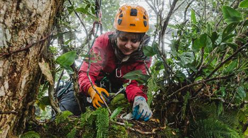 Researcher Jessica Murray in a tree in Costa Rica, sampling canopy soil CREDIT: Marco Molina