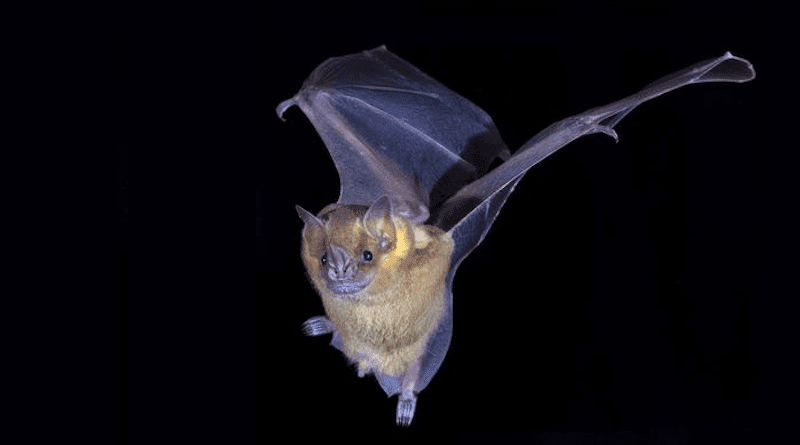 CSHL postdoc Armin Scheben, with help from McCombie lab members Sara Goodwin and Melissa Kramer, created the first complete genome sequences of Artibeus jamaicensis, the Jamaican fruit bat (seen here), and Pteronotus mesoamericanus, the Mesoamerican mustached bat. CREDIT: McCombie and Siepel labs/Cold Spring Harbor Laboratory