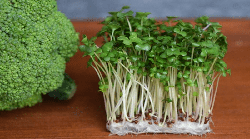 The study revealed that the total polysulfide content of broccoli sprouts was significantly higher than that of mature broccoli CREDIT: Osaka Metropolitan University