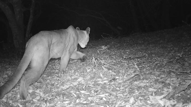 City And Highway Lights Threaten Mountain Lion Habitats – Eurasia Review