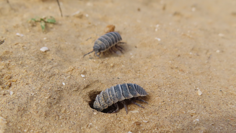 A desert isopod female assesses a potential burrow while another one observes from a distance. Credit: Dror Hawlena