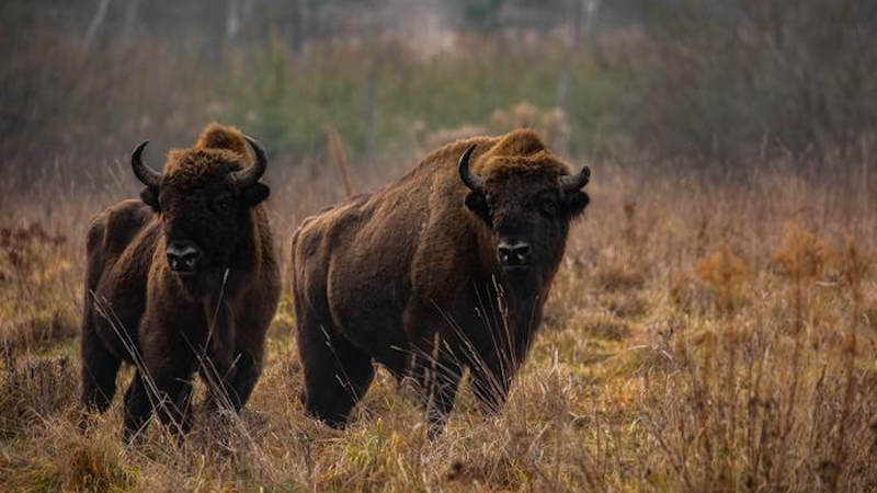 New Study Identifies Best Areas For Rewilding European Bison – Eurasia ...