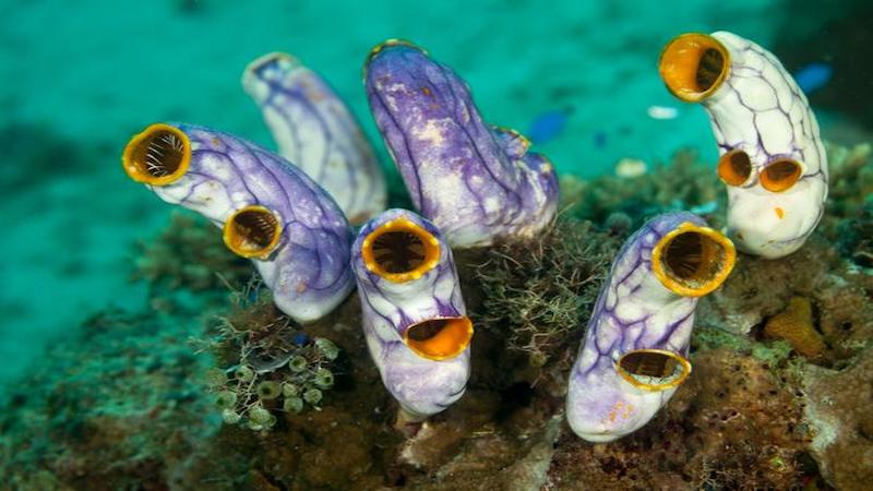 Sea squirts attached on reef. The marine organism is a great model to study developmental processes of vertebrates. CREDIT: © Shutterstock/ISTA