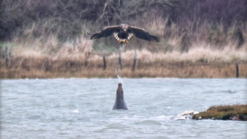 Caught On Camera: Grey Seal Spits At Sea Eagle In Never Seen Before ...