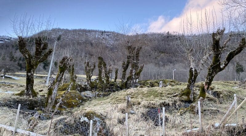 Pollarding means cutting the top and branches off standing deciduous trees, or felling a tree. Depicted are pollarded ash trees in Sogndal in Western Norway. Photo: Jørund Johansen
