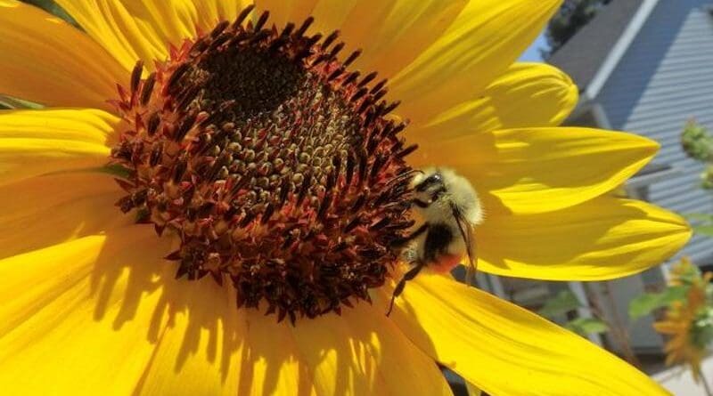 Male Bombus huntii, a species of bumblebee, on a sunflower CREDIT: Victoria MacPhail