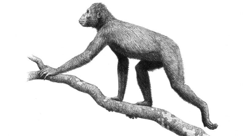 Proconsul africanus was an ape which lived from about 23 to 14 million years ago during the Miocene epoch. Credit: Mauricio Antón, published with Alan Turner, Wikipedia Commons