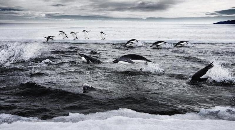 Adelie Penguins Hunting in a Crack in the Sea Ice. CREDIT: John B. Weller