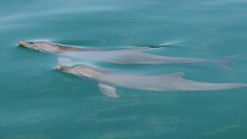 Synchronous dolphins CREDIT: Shark Bay Dolphin Research