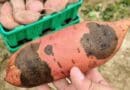 Sweetpotato with black rot symptoms caused by the fungus Ceratocystis fimbriata. CREDIT: Camilo Parada-Rojas