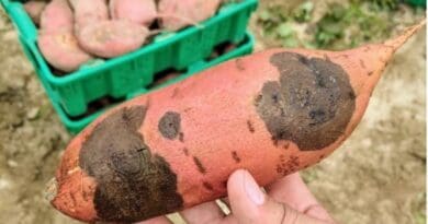Sweetpotato with black rot symptoms caused by the fungus Ceratocystis fimbriata. CREDIT: Camilo Parada-Rojas