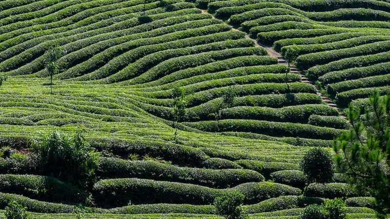 file photo tea plantation