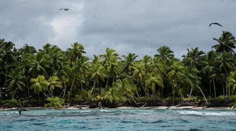 Sooty terns and other seabird species flying above a remote atoll island where rats are not present CREDIT: Nathan Peacock