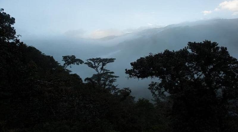 A hill side near the Wayqecha field station in Peru. The Amazon rainforest spans an area twice the size of India, and is one of the world's largest carbon sinks. CREDIT: Jake Bryant