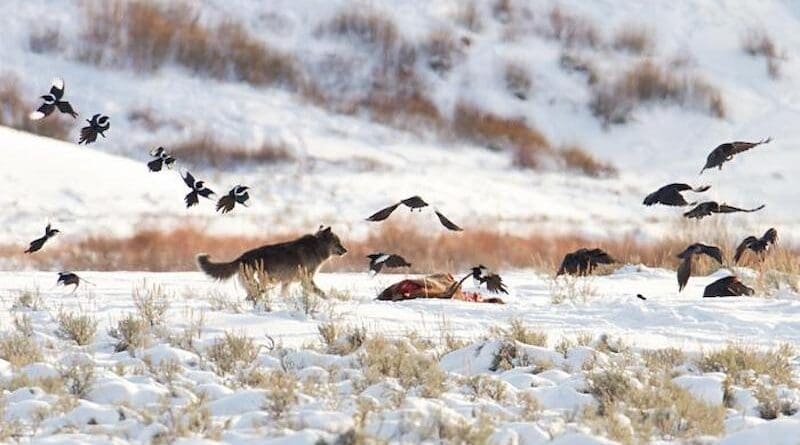 A wolf chases magpies and ravens from an elk carcass near Soda Butte, Yellowstone National Park CREDIT: NPS/Jim Peaco