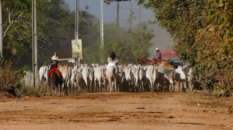 Cattle on the road in Transpantaneira, Poconé, Mato Grosso, Brazil. In general, Latin America has the highest emissions from livestock with 1,889 million tons of carbon dioxide equivalents per year, the measurement used to calculate carbon footprint. Copyright: Bernard Dupont (CC BY-SA 2.0).