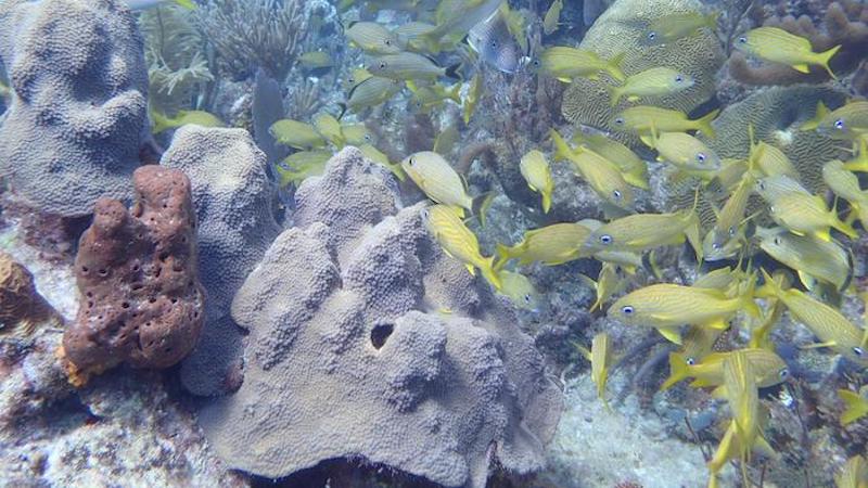 A new way to collect compounds from seawater helped researchers identify three metabolites related to coral reefs’ inhabitants and potential disease state. CREDIT: Amy Apprill