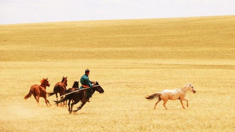 Horse herders riding, guiding, catching or enjoying their horses in Inner Mongolia, China, July 2019. CREDIT: © Ludovic Orlando.