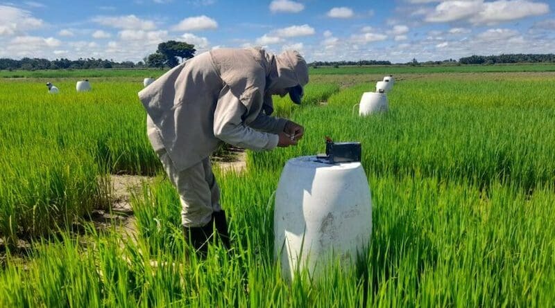 The challenge of producing rice that reduces methane emissions and uses water efficiently is now a reality in Colombia. In the photo, a technician takes a sample of gases in the alternating irrigation experiments in Tolima. Copyright: Courtesy of Cortesía de Fedearroz.
