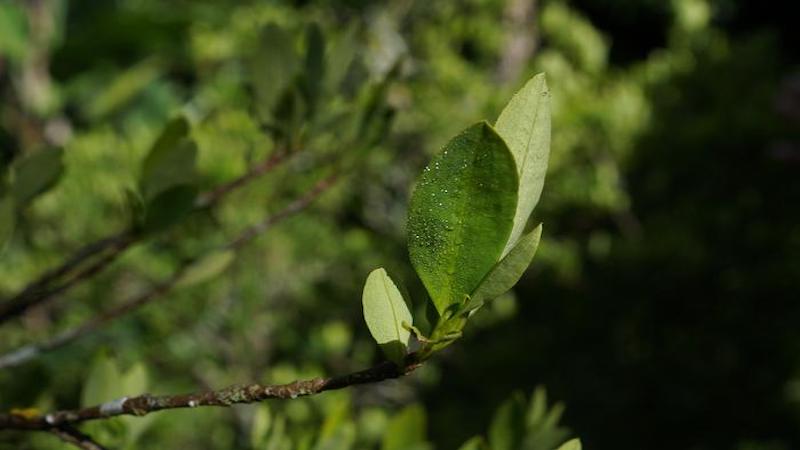 We Can’t Distinguish Wild Coca Plants From Those Grown To Make Cocaine ...