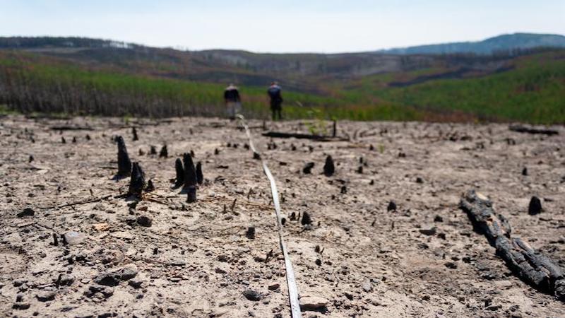 Severely burned forest landscape in Yellowstone National Park, WY, USA CREDIT: Ann Olsson