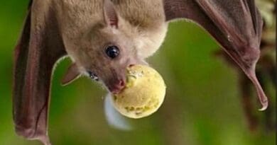 Fruit Bat CREDIT: Yuval Barkai
