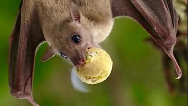 Fruit Bat CREDIT: Yuval Barkai