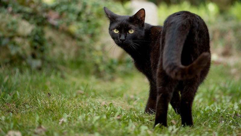file photo black cat