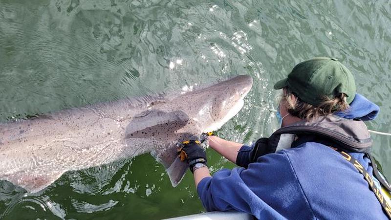 Two shark species recorded for the first time in Puget Sound