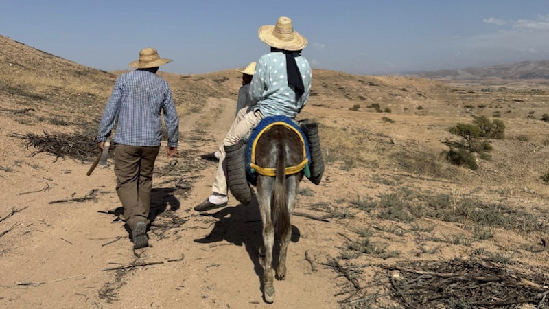 The High Atlas Foundation is in the process of establishing an agricultural training program for economically at-risk young adults. Photo Credit: HAF