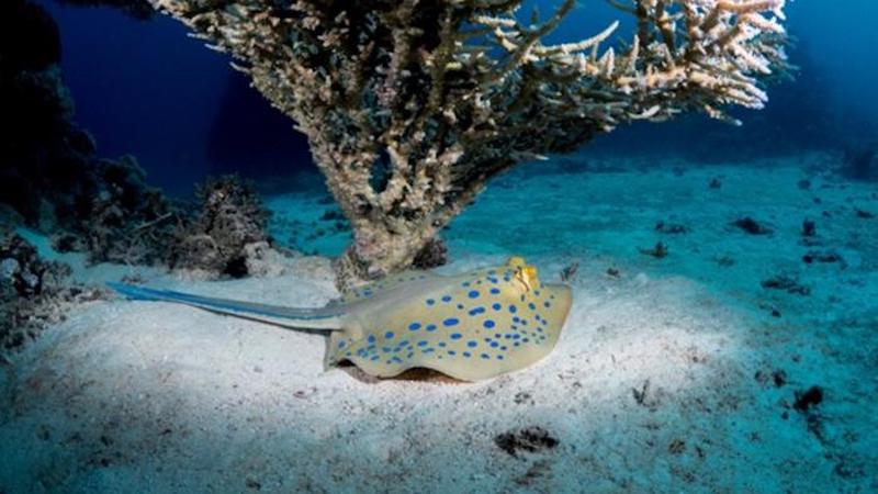 Bluespotted ribbontail ray. CREDIT: Morgan Bennet Smith