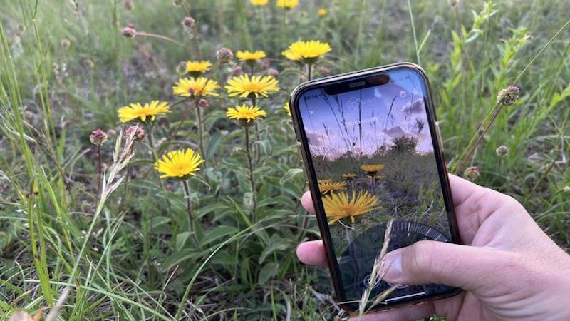 The Flora Incognita app makes it easy to identify plants with a smartphone. CREDIT: Flora Incognita