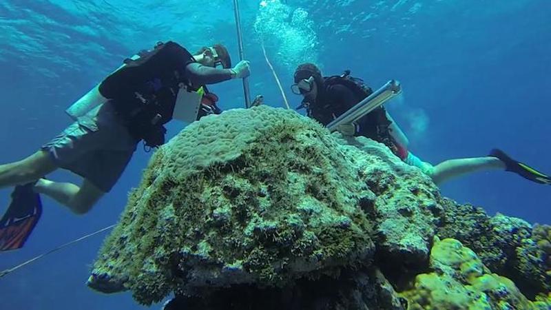 Removing a skeletal core from a coral colony in the Coral Sea CREDIT: Tom DeCarlo, Tulane University