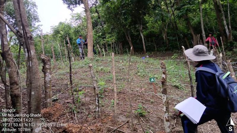 The tricot approach enables farmers to test new crop varieties and improve food security in their communities. CREDIT: Ammaly Phengvilaysouk / CGIAR initiative on Mixed Farming Systems