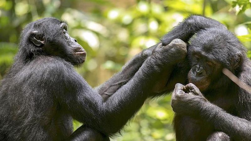 Two bonobos engaged in social grooming. (Wamba, DRC) CREDIT: KyotoU/Shinya Yamamot